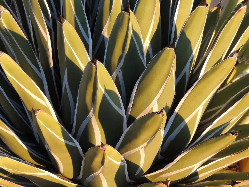How do those desert plants survive? Water Use It Wisely