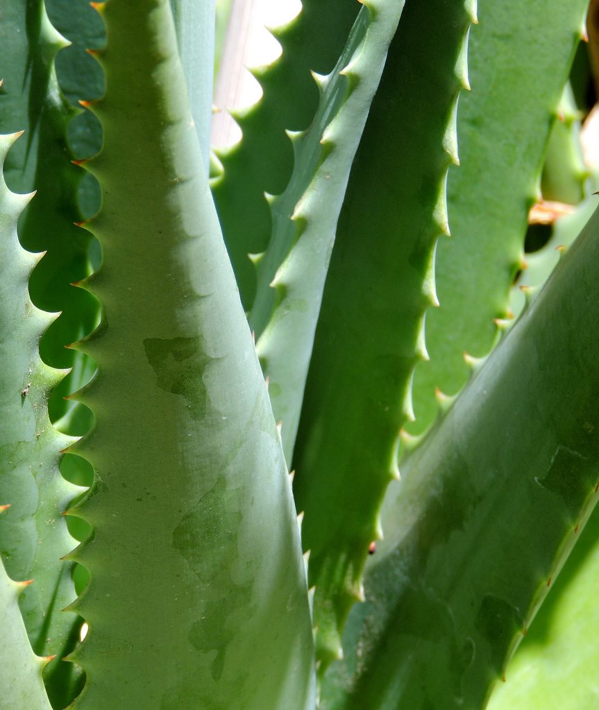 Facts About the Desert Rose: Description, Adaptation, and Care