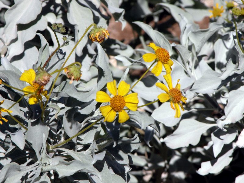 Silvery leaves of the brittlebush help the leaves reflect sunlight and stay cooler. After blooming, many native birds feed on the seeds. Photo by Donna DiFrancesco