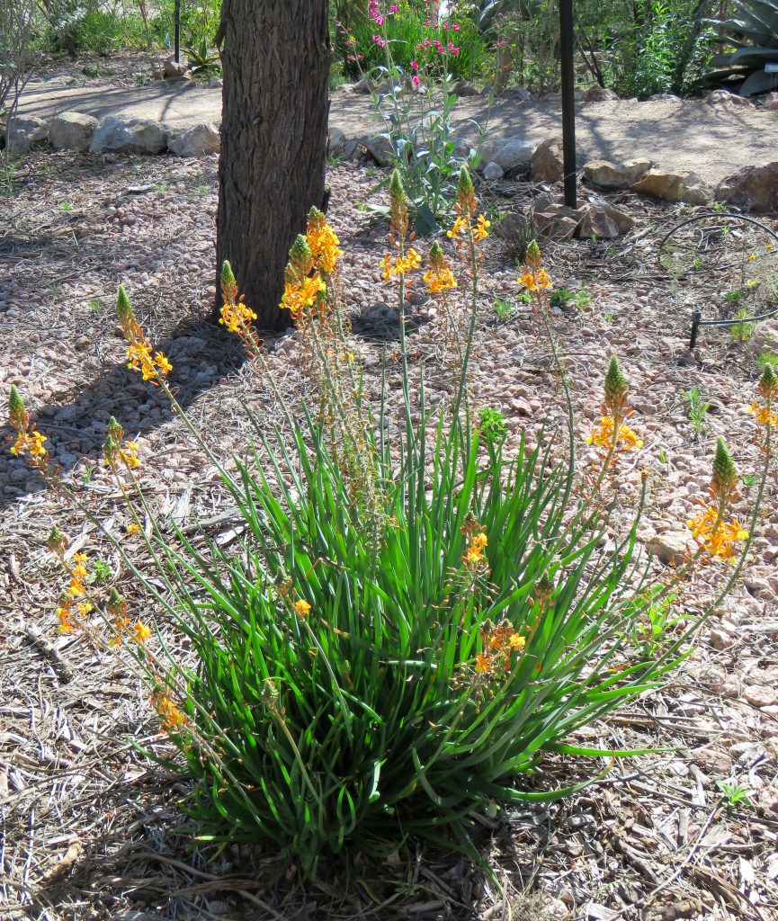 Plant of the Month: Shrubby Bulbine for Winter Color - Water Use It Wisely