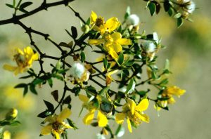 creosote bush, blooming