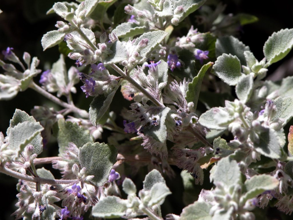 Closeup of desert lavender