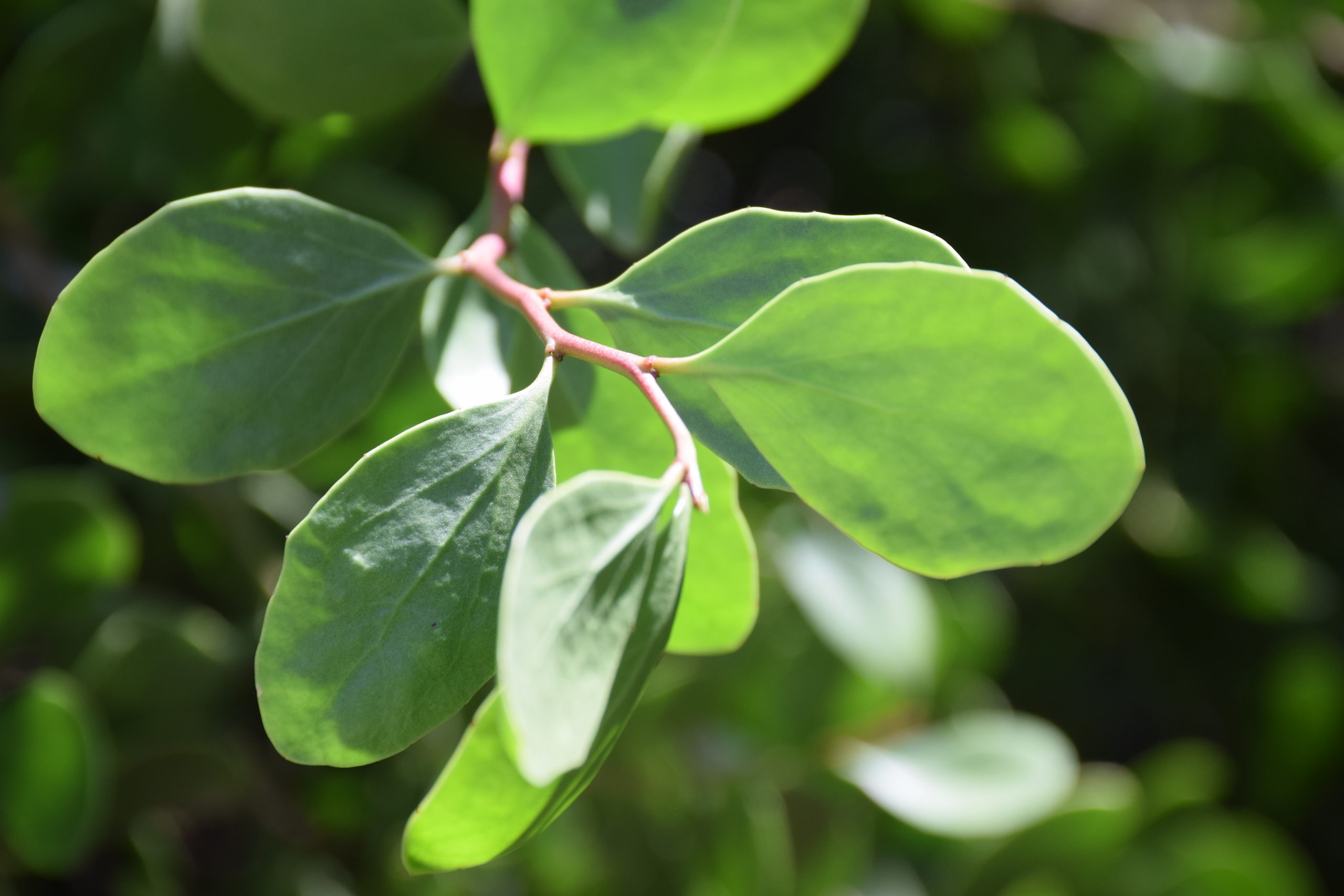 Mangle Dulce green leaves