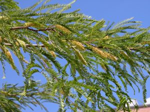 Mesquite branch with green leaves