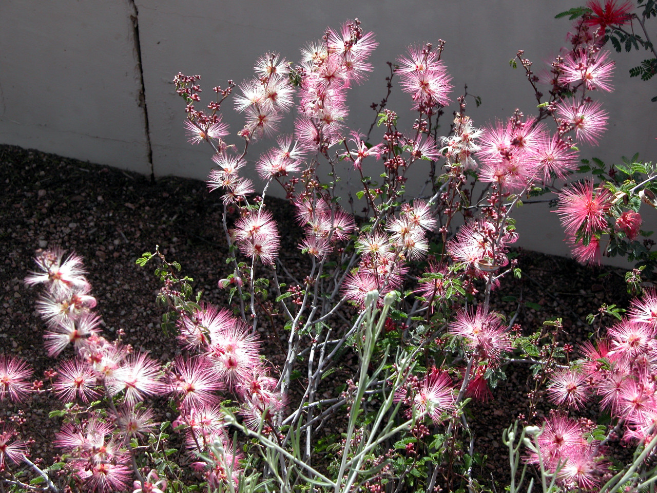 Pink fairy duster in bloom