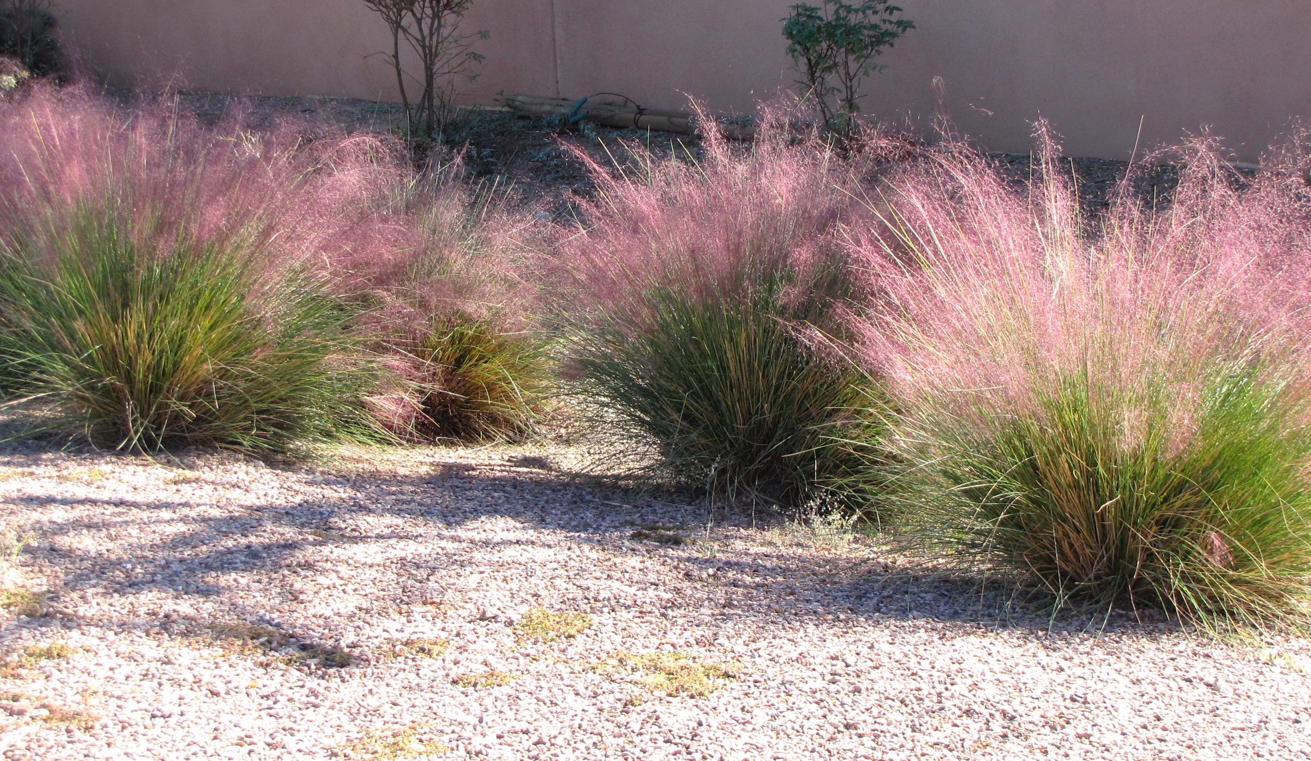 plant of the month: muhlenbergia - water use it wisely
