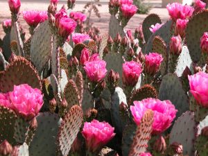 cactusvijgcactus in bloei