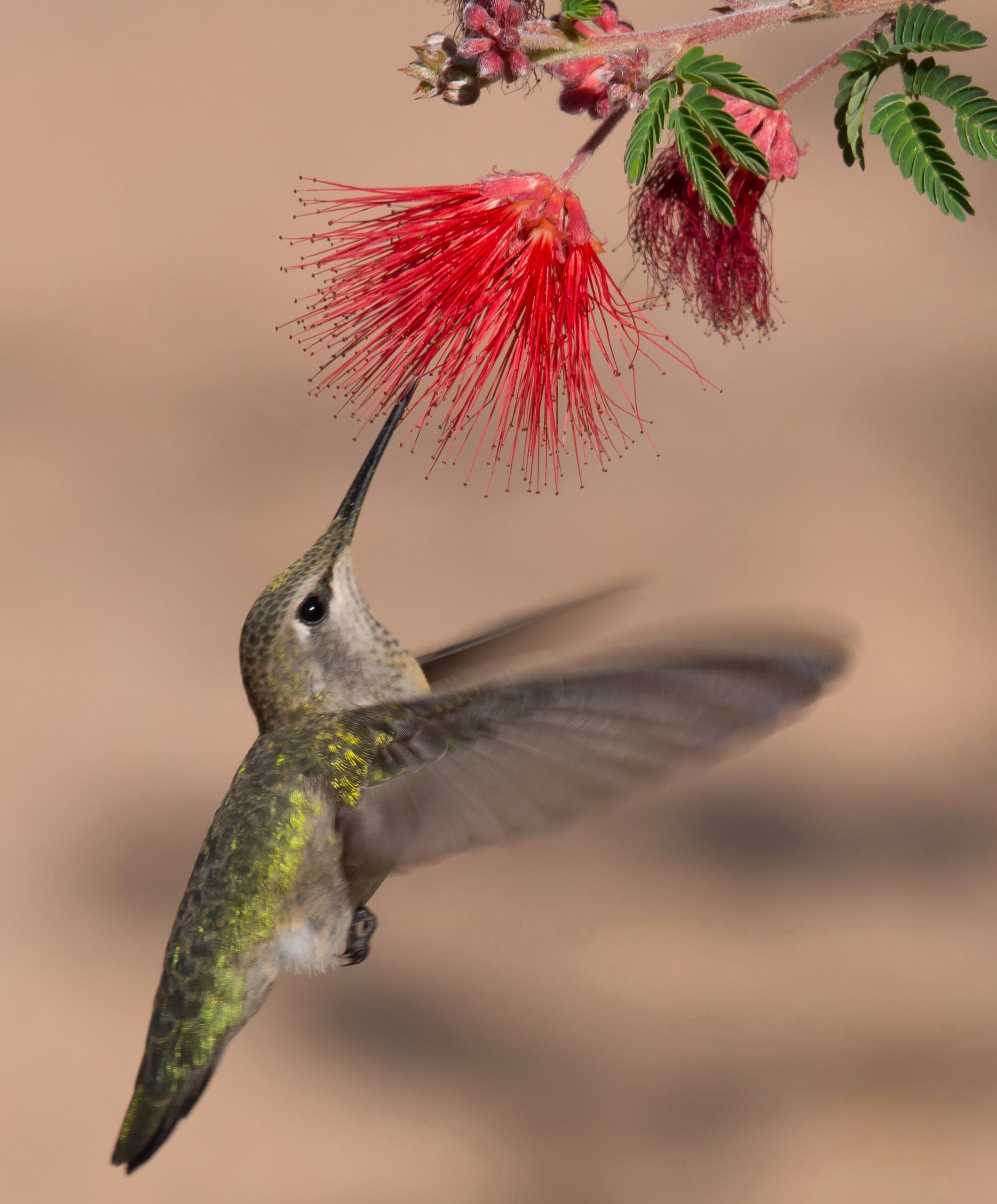 Nectar at the base of the flowers attracts hummingbirds to your landscape. Photo: Robin O'Donnell