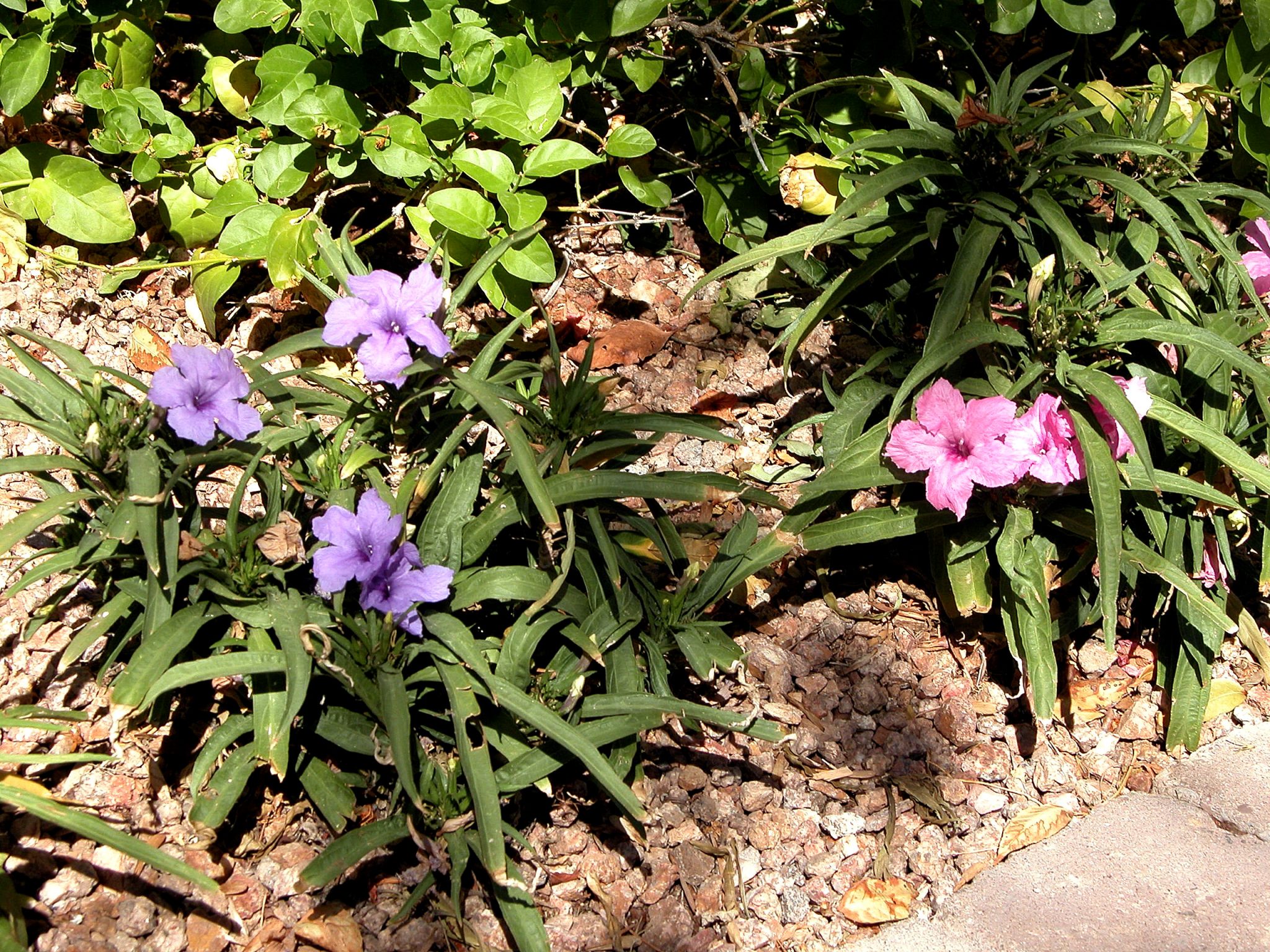 Plant of the Month: Desert Ruellia - Water Use It Wisely