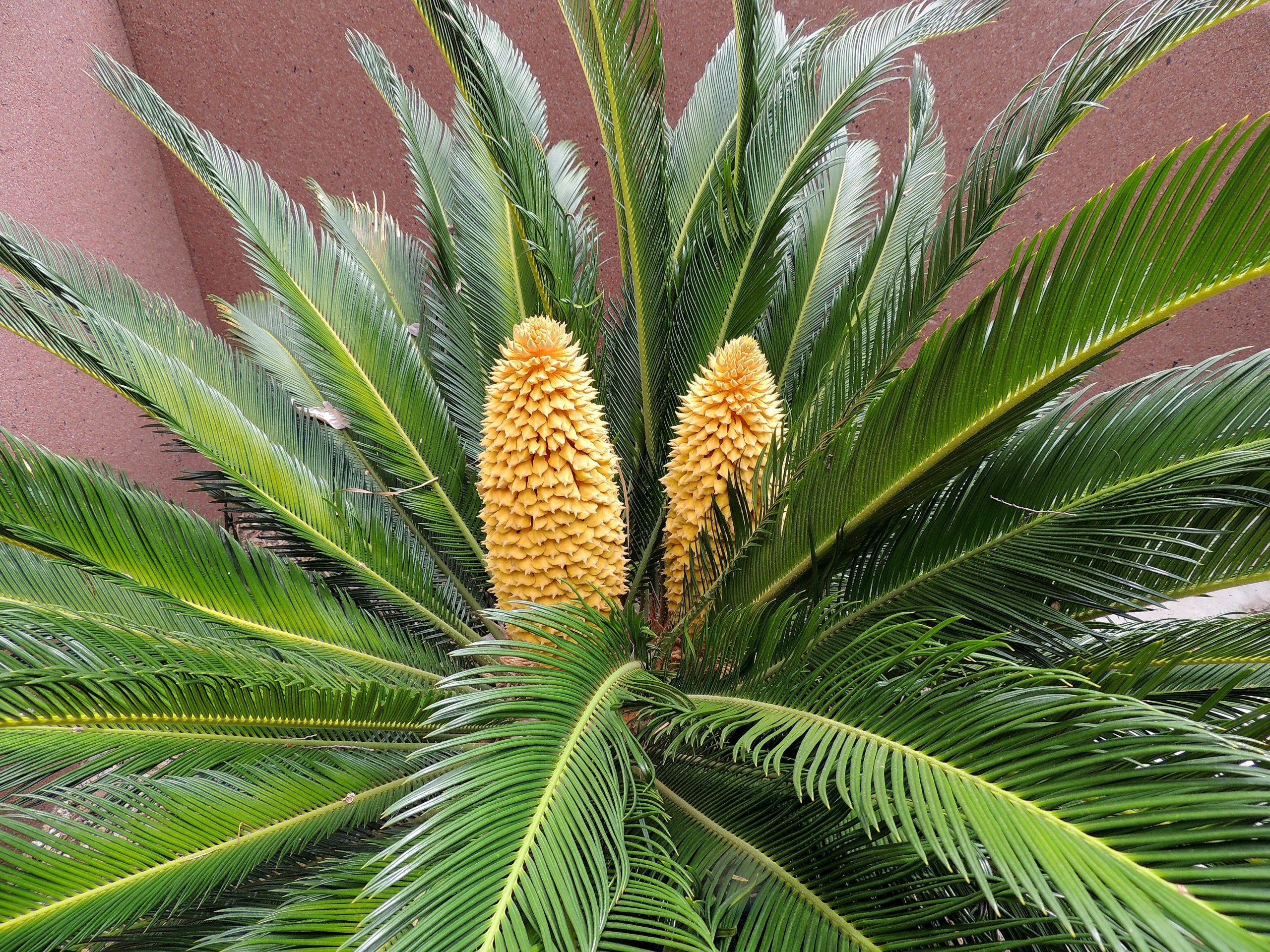 Sago Palm in bloom