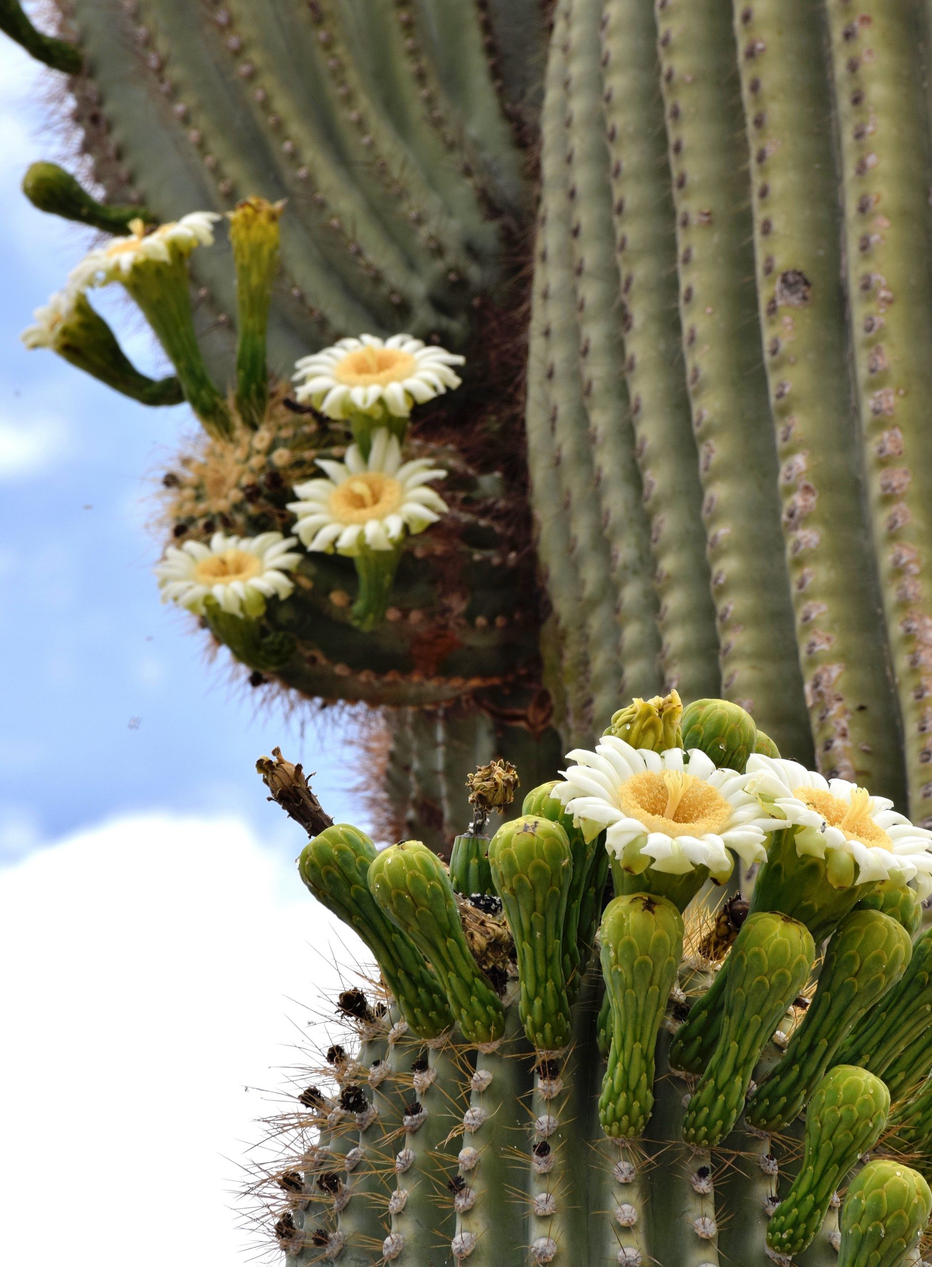 Flowers on Saguaro