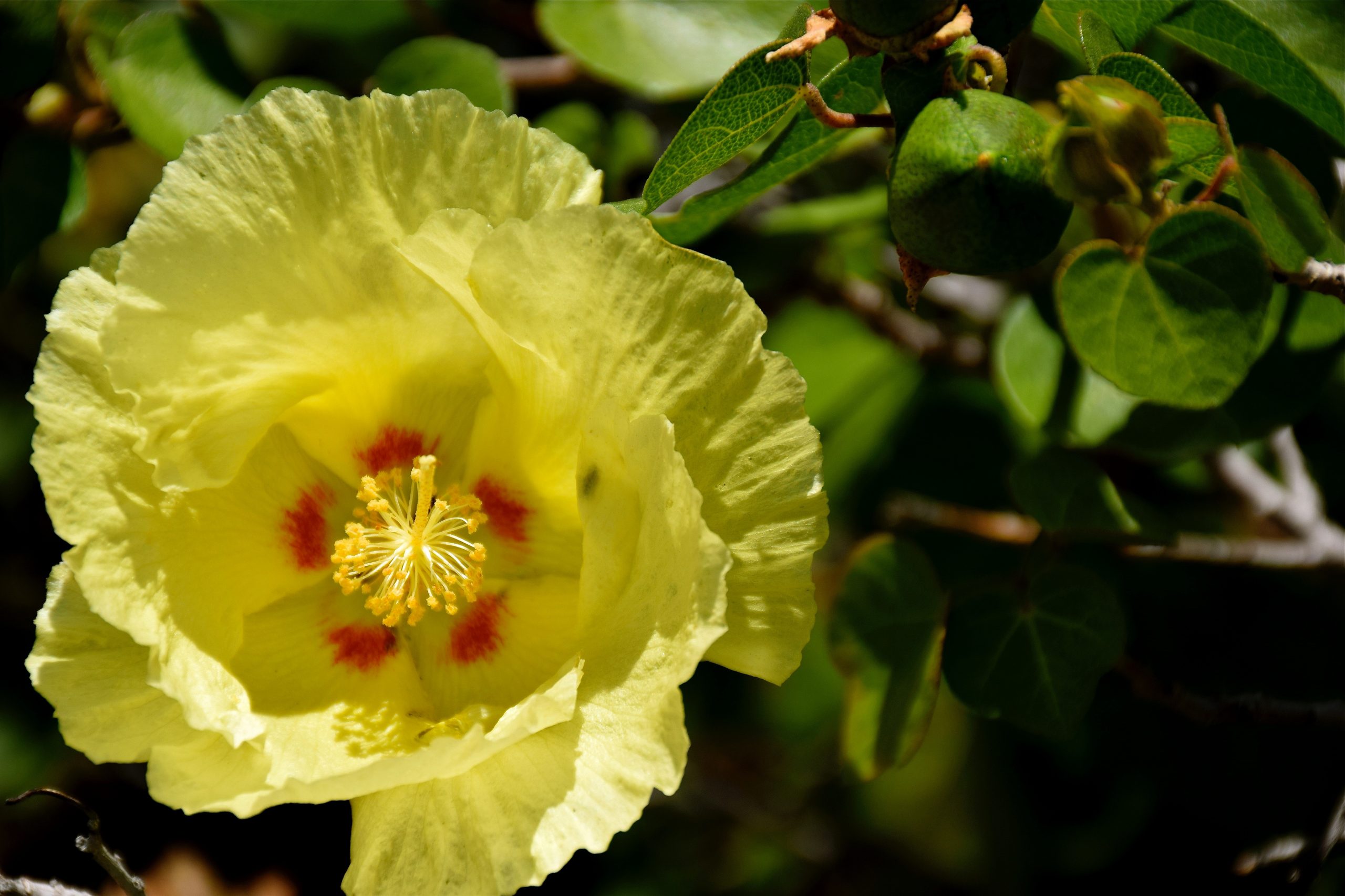 Plant of the Month: San Marcos Hibiscus - Water Use It Wisely