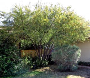 Acacias: sweet acacia tree