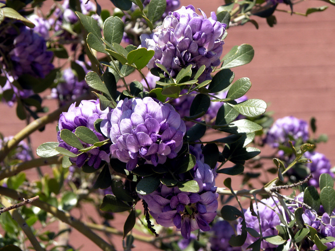 tree with purple flowers in spring