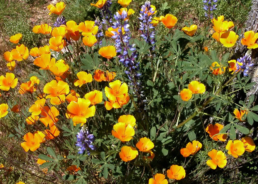 Wildflowers, poppies and lupine.