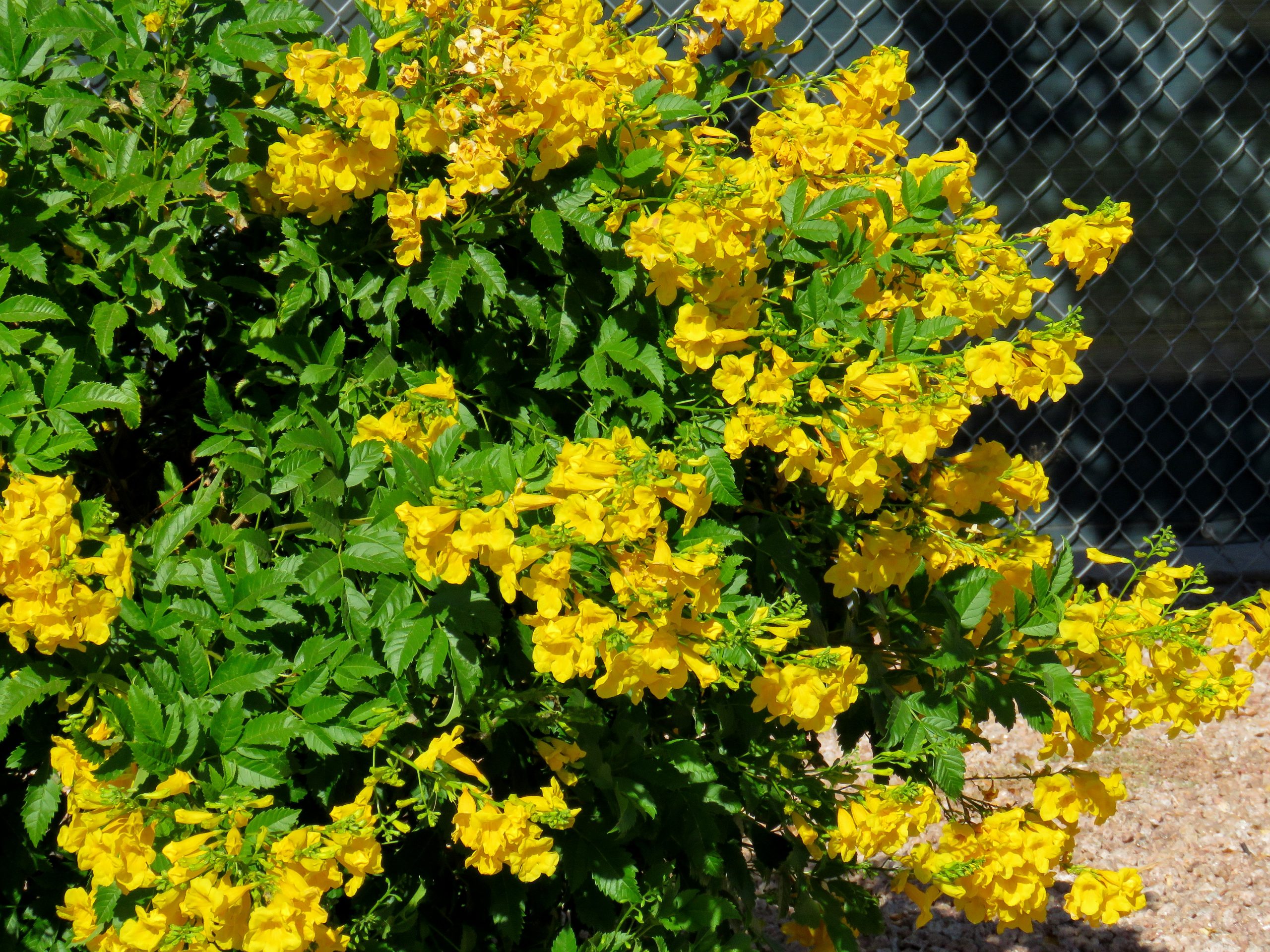 Photo of Tecoma stans, yellow bells in bloom