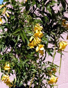 Leaves and flowers of the Arizona Yellow Bells