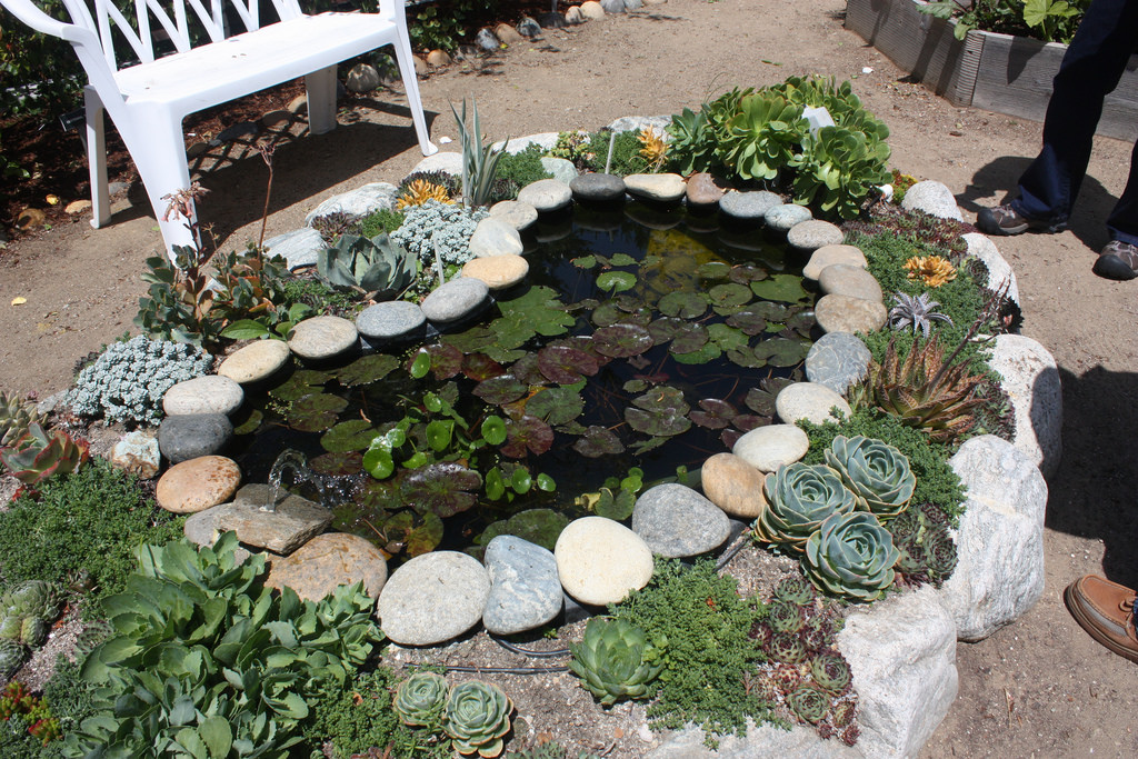 Backyard pond with rocks and plants
