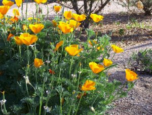 Plant in the fall for spring flowers like these Mexican poppies