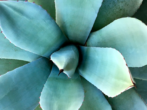 potted-cactus