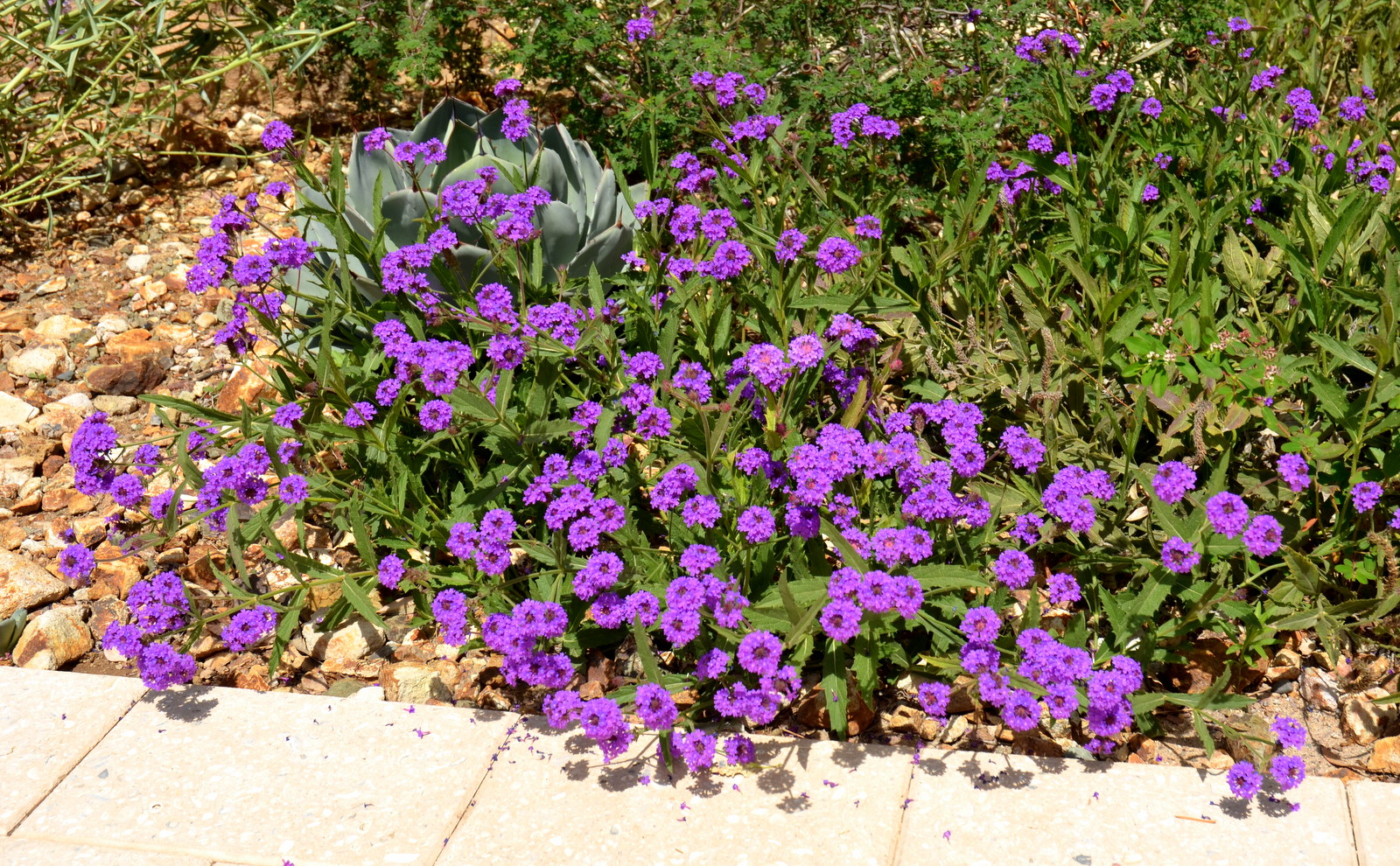 Purple Verbena growing next to sidewalk.