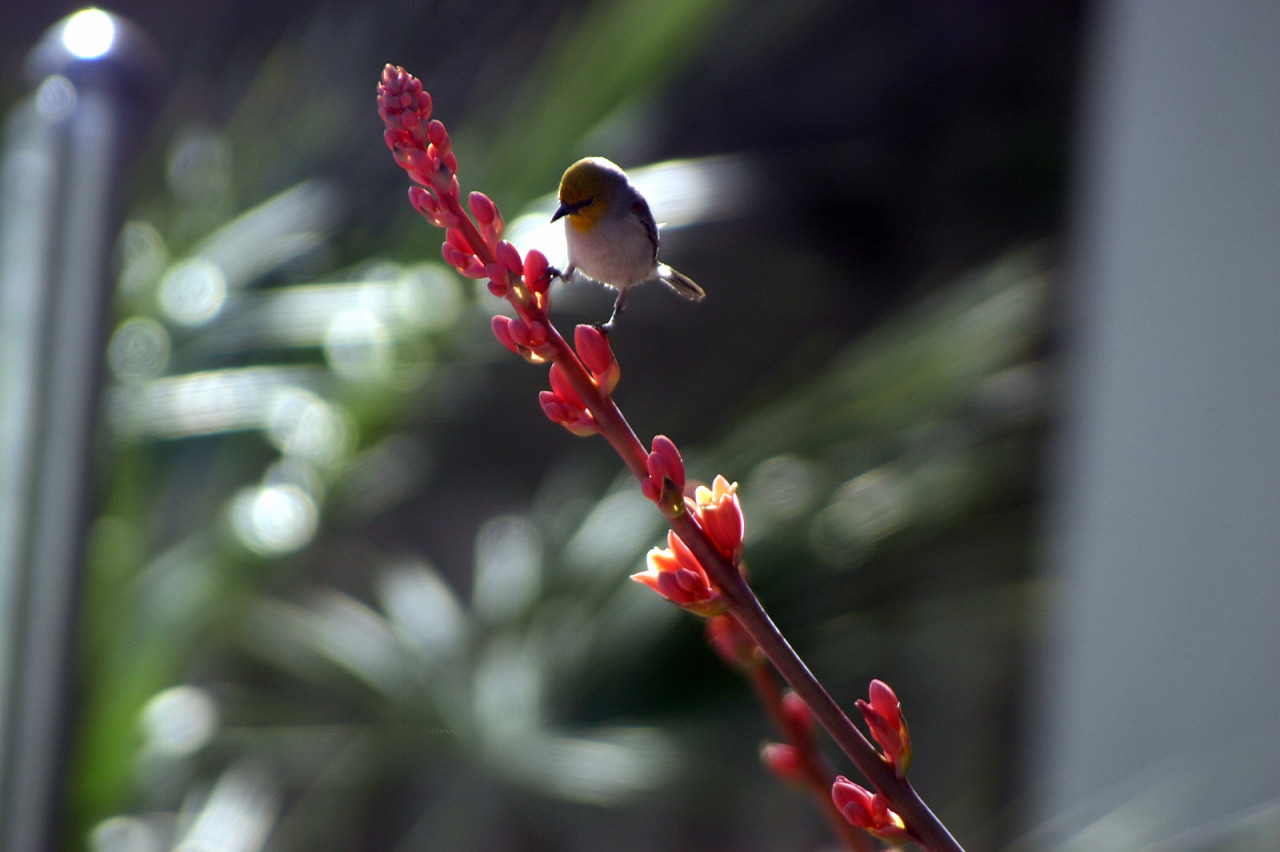 Hesperaloe blooms not only attract hummingbirds, but also native birds like this verdin. Photo by U.A. Sinclair