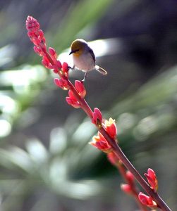 The Verdin, a tiny, active songbird, perches on a Hesperaloe flowering stalk. Photo: Al Sinclair