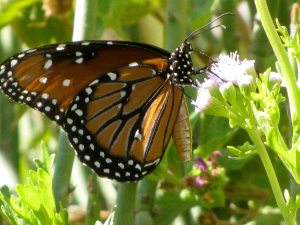 plant that attracts butterflies