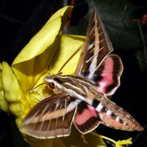 Evening primrose flowers will draw in Sphinx Moths (a.k.a. Hummingbird Moths) with their sweet smells and nighttime blooms. Photo: Denny Schreffler, ASDM Sonoran Desert Digital Library.