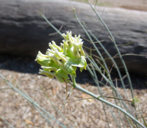 Desert Milkweed flower