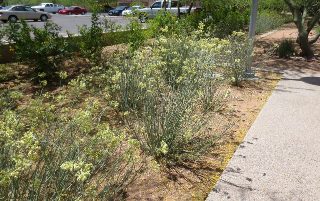 Desert Milkweed Plants
