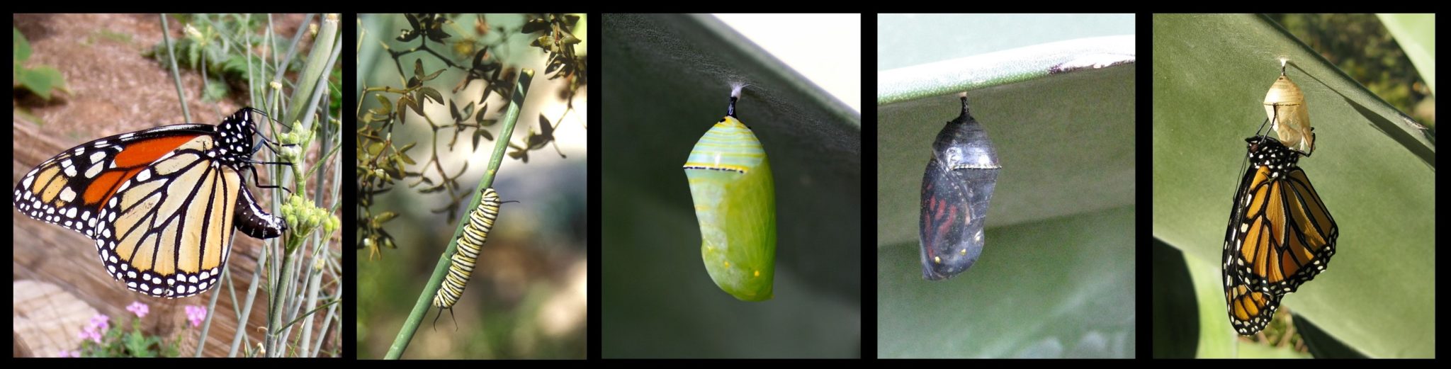 Plant of the Month: Desert Milkweed - Fit for a Queen and Other Royals ...