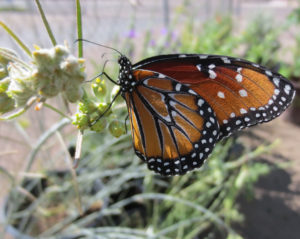 Koningin vlinder op Milkweed