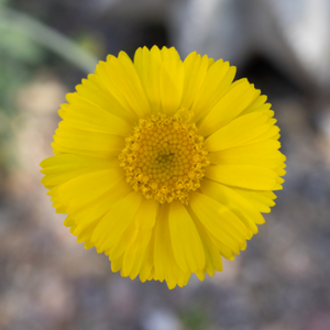 Plant of the Month: Eight Plants Perfect for Your Pollinator Garden ...