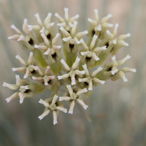Desert Milkweed Flower