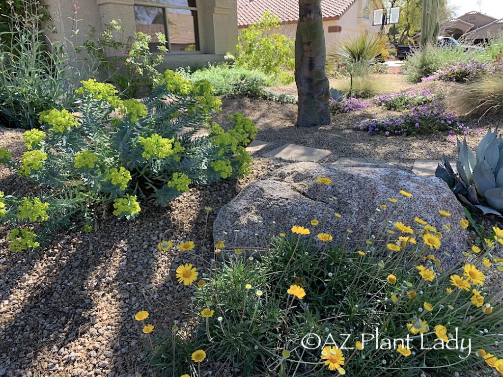 Planting ahead - Colorful front yard xeriscape