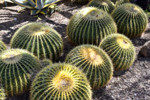 Mass of barrel cactus