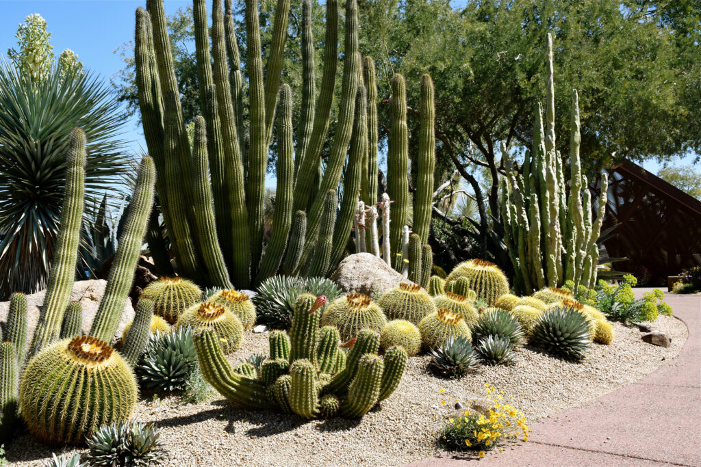 Mass of cactus and succulents
