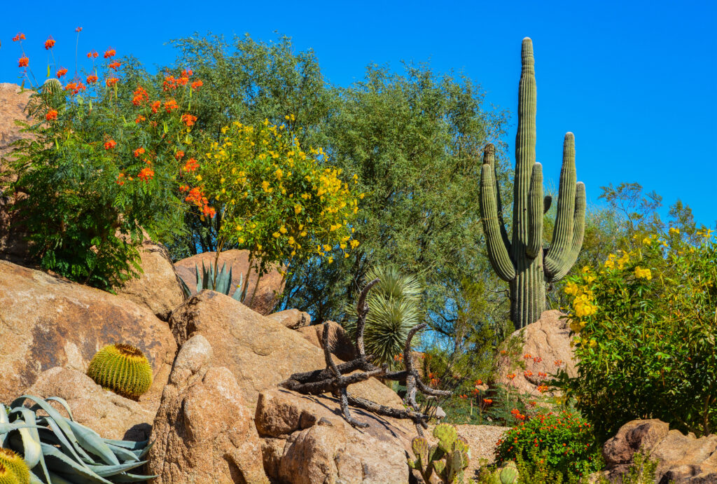 Why Arizona Landscapes Benefit from Low-Water-Use Plants - Water Use It ...