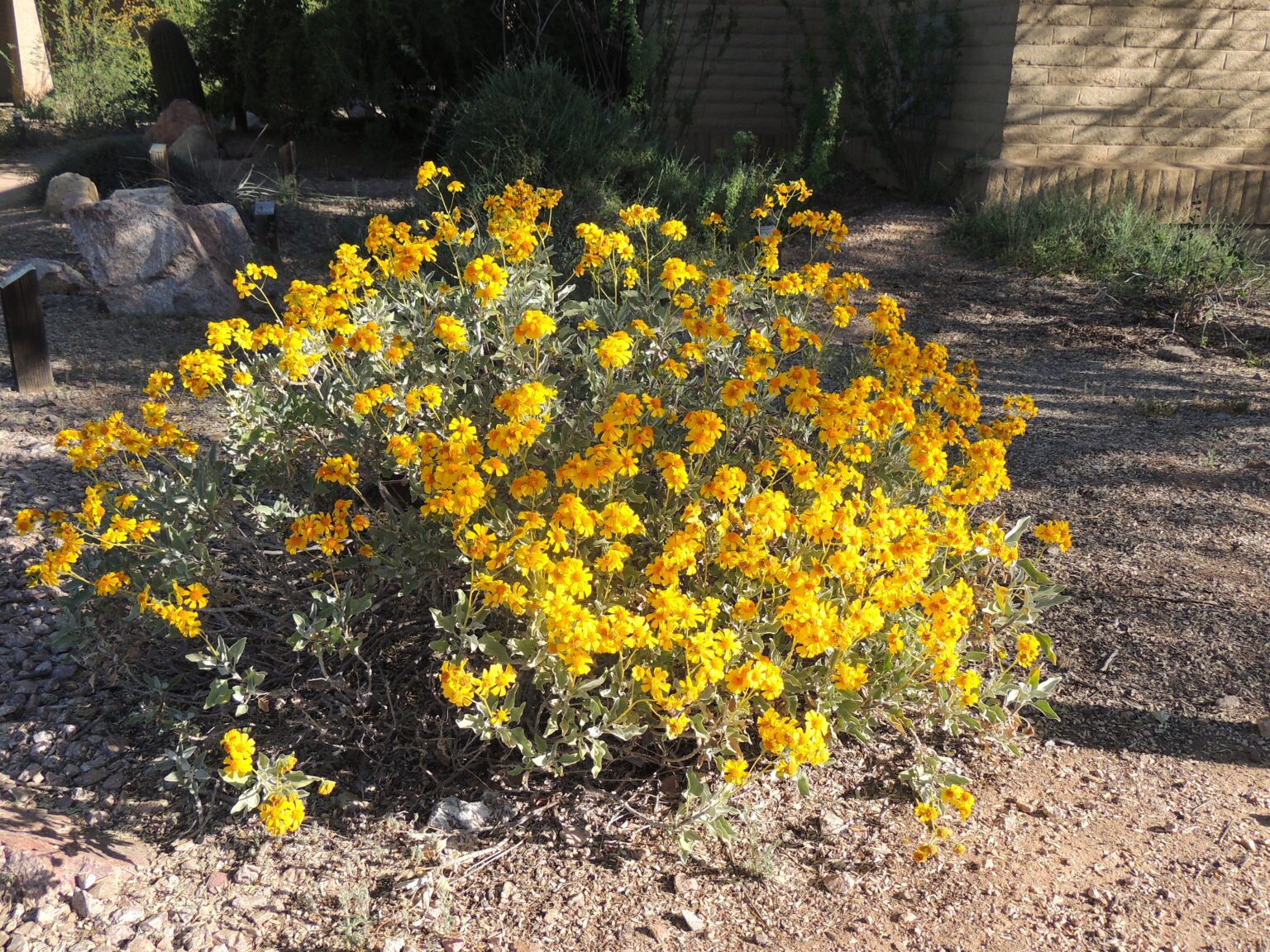 Plant of the Month Brittlebush Water Use It Wisely