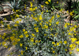 Brittlebush (desert plant)