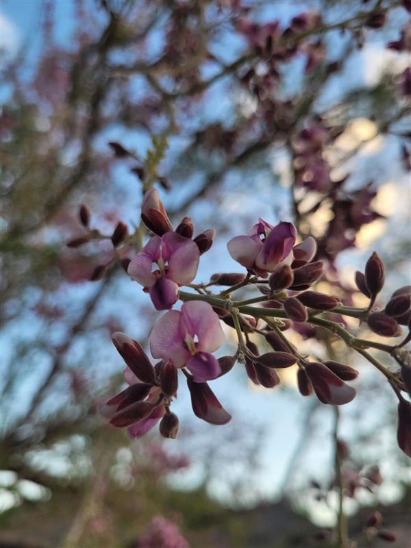 Plant of the Month - Ironwood - Water Use It Wisely