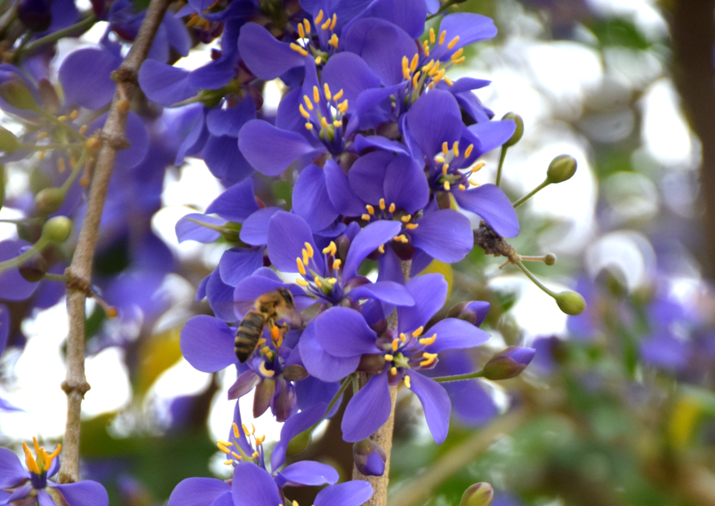 Plants of the Month: Heat-Hearty Plants Bursting with Red, White ...