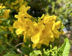 Yellow Bell Flowers