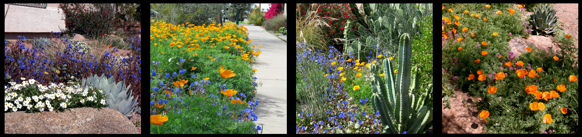 Wild Flower Example Planting Wildflowers - Our Landscaping Ideas - Water Use It Wisely
