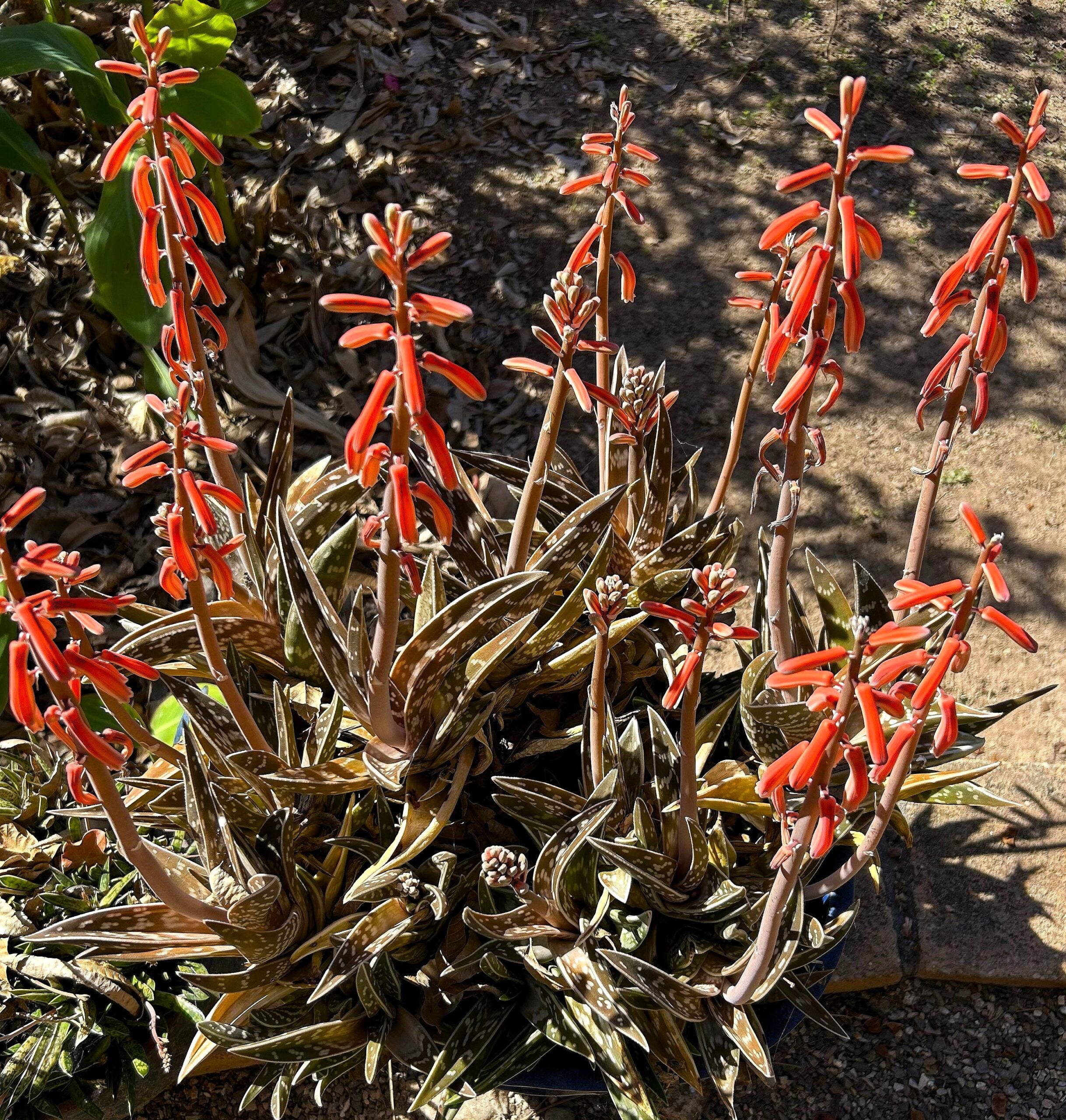 Plant of the Month: Partridge-Breast Aloe - Water Use It Wisely